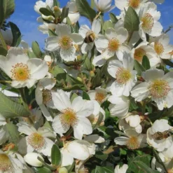Eucryphia Cordifolia 11 Eucryphia Cordifolia -Future Forests Eucryphia cordifolia 06