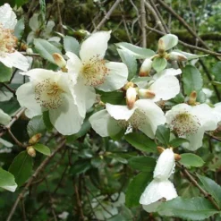 Eucryphia Cordifolia 13 Eucryphia Cordifolia -Future Forests Eucryphia cordifolia 08