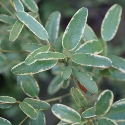 Eucryphia Lucida Gilt Edge -Future Forests Eucryphia lucida Gilt Edge 02