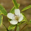 Eucryphia Lucida Gilt Edge