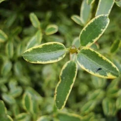 Eucryphia Lucida Gilt Edge -Future Forests Eucryphia lucida Gilt Edge 05