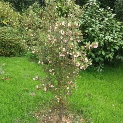 Eucryphia Lucida Ballerina 2 Eucryphia Lucida Ballerina - Image 2