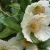 Eucryphia X Nymansensis Nymansay