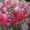 Euonymus Alatus Compacta