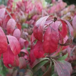 Euonymus Alatus Compacta
