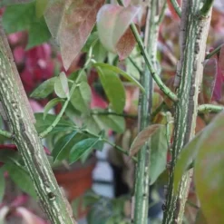 Euonymus Alatus Compacta -Future Forests Euonymous alatus compactus FF02 f25863f6 8e6c 4d10 89b2 9e0e82aa258c