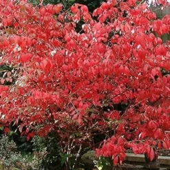 Euonymus Alatus 15 Euonymus Alatus -Future Forests Euonymus alatus