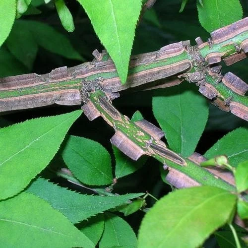 Euonymus Alatus 7 Euonymus Alatus - Image 7