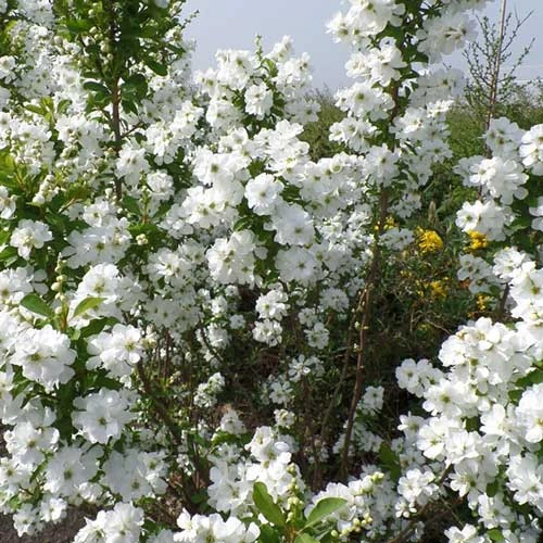 Exochorda Racemosa Magical Springtime 2 Exochorda Racemosa Magical Springtime - Image 2