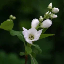 Exochorda Racemosa Magical Springtime 7 Exochorda Racemosa Magical Springtime -Future Forests Exochorda Magical Springtime 04