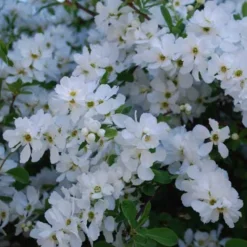 Exochorda Macrantha The Bride -Future Forests Exochorda x macrantha The Bride 05