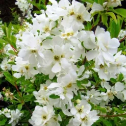Exochorda Macrantha The Bride -Future Forests Exochorda x macrantha The Bride 07