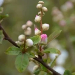 Exochorda Racemosa Blushing Pearl -Future Forests Exochordarac. BlushingPearl 2