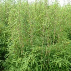 Fargesia Obelisk (F. Murieliae X F. Nitida)