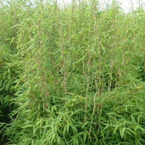 Fargesia Obelisk (F. Murieliae X F. Nitida) 1 Fargesia Obelisk (F. Murieliae X F. Nitida)