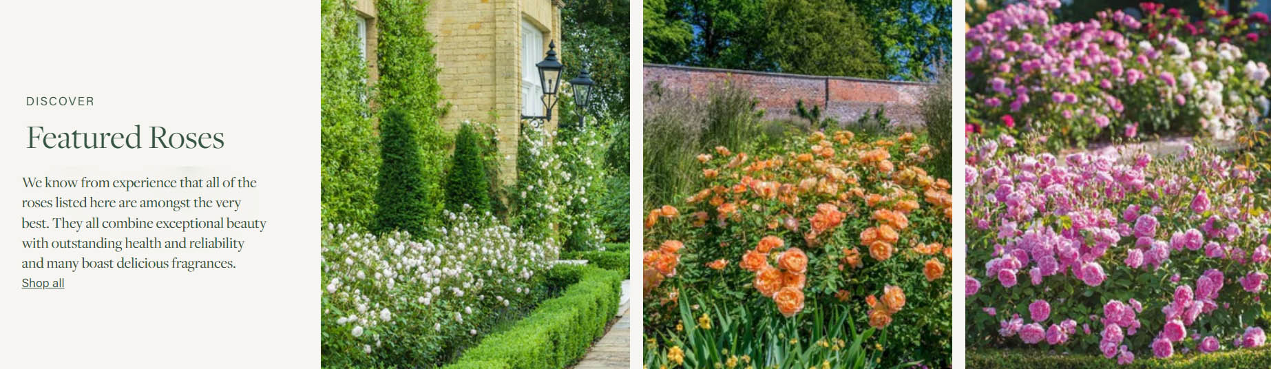 Future Forests -Future Forests FGHFHG