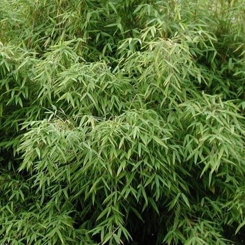 Fargesia Murielae New Century 2 Fargesia Murielae New Century - Image 2