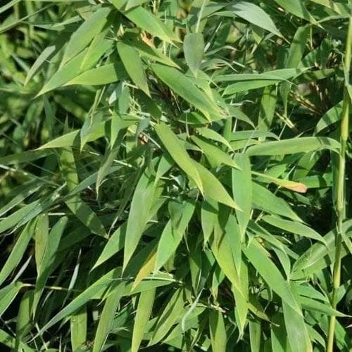 Fargesia Murielae New Century 3 Fargesia Murielae New Century - Image 3