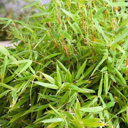 Fargesia Murielae Simba 2 Fargesia Murielae Simba - Image 2