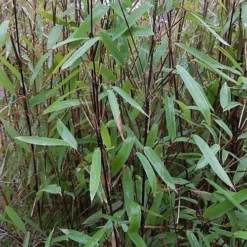 Fargesia Nitida Blackpearl 5 Fargesia Nitida Blackpearl -Future Forests Fargesia nitida Blackpearl 02