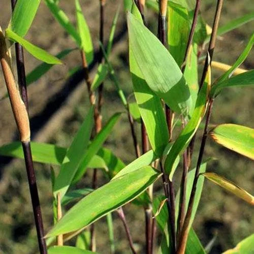 Fargesia Nitida Blackpearl 2 Fargesia Nitida Blackpearl - Image 2