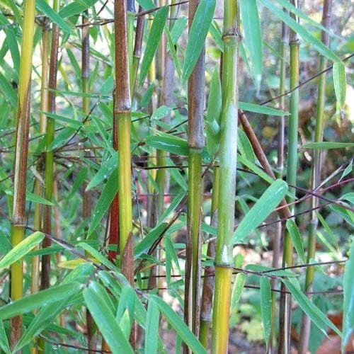 Fargesia Nitida Jiuzhaigou 1 Fargesia Nitida Jiuzhaigou