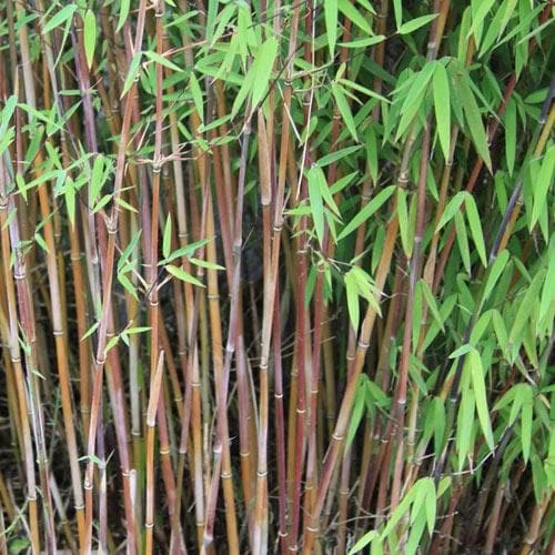 Fargesia Nitida Jiuzhaigou 2 Fargesia Nitida Jiuzhaigou - Image 2