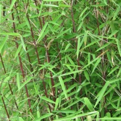 Fargesia Nitida Jiuzhaigou 5 Fargesia Nitida Jiuzhaigou -Future Forests Fargesia nitida Jiuzhaigou 04