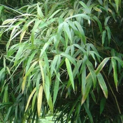 Fargesia Nitida Nymphenburg -Future Forests Fargesia nitida Nymphenburg 03