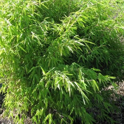 Fargesia Nitida Volcano 2 Fargesia Nitida Volcano - Image 2