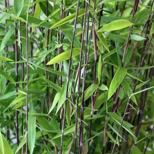 Fargesia Nitida Volcano 3 Fargesia Nitida Volcano - Image 3