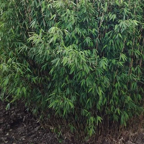 Fargesia Nitida Volcano 4 Fargesia Nitida Volcano - Image 4