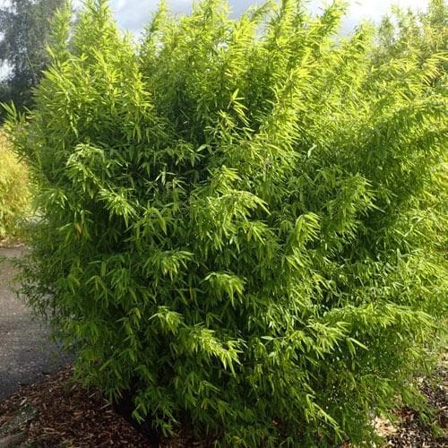 Fargesia Nitida Volcano 5 Fargesia Nitida Volcano - Image 5