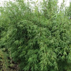 Fargesia Nitida Winter Joy