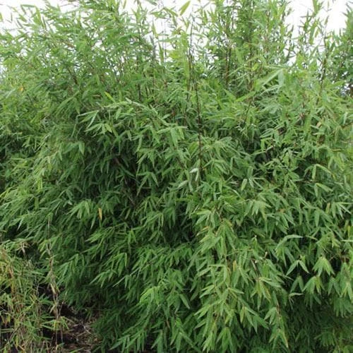 Fargesia Nitida Winter Joy 1 Fargesia Nitida Winter Joy