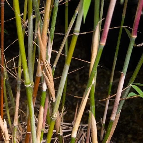 Fargesia Nitida Winter Joy 4 Fargesia Nitida Winter Joy - Image 4