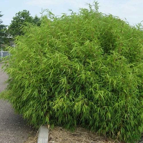 Fargesia Rufa 2 Fargesia Rufa - Image 2