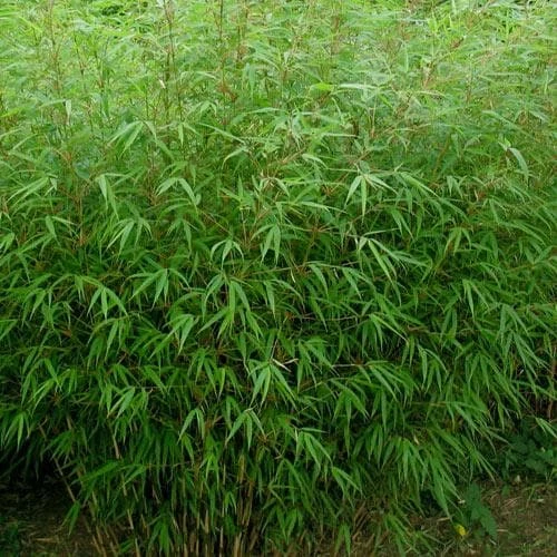 Fargesia Rufa 1 Fargesia Rufa