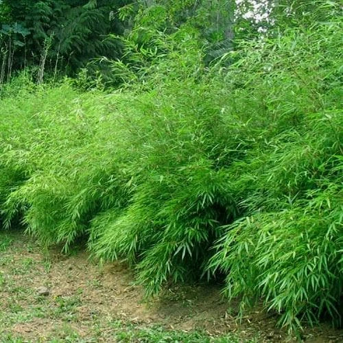 Fargesia Rufa 3 Fargesia Rufa - Image 3