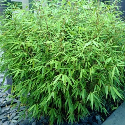 Fargesia Rufa 4 Fargesia Rufa - Image 4