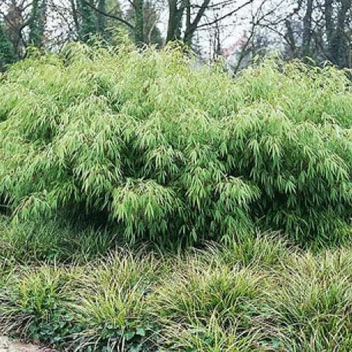 Fargesia Rufa 5 Fargesia Rufa - Image 5