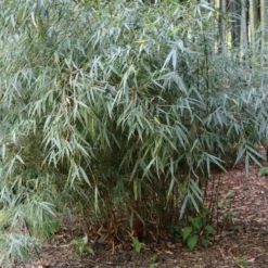 Fargesia Scabrida Asian Wonder -Future Forests Fargesia Asian Wonder 03