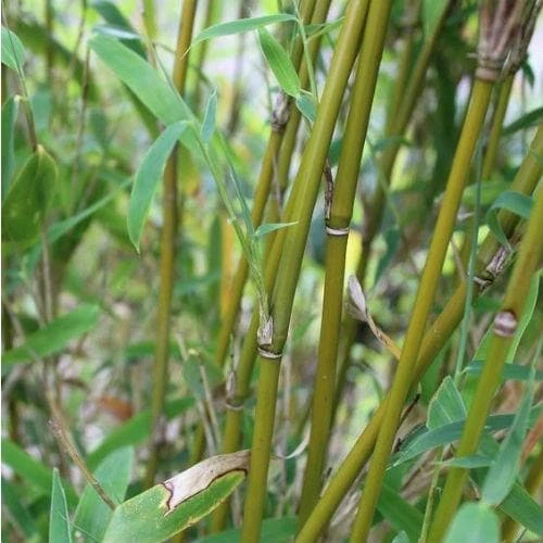 Fargesia Murielae Jumbo 1 Fargesia Murielae Jumbo