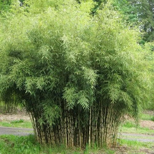 Fargesia Murielae Jumbo 2 Fargesia Murielae Jumbo - Image 2