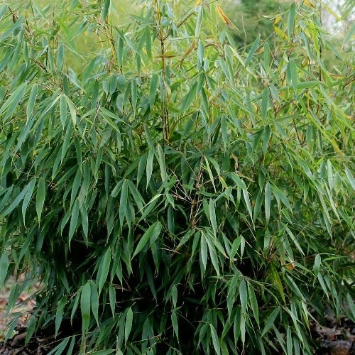 Fargesia Robusta Pingwu 2 Fargesia Robusta Pingwu - Image 2