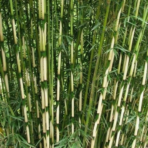 Fargesia Robusta Pingwu 1 Fargesia Robusta Pingwu