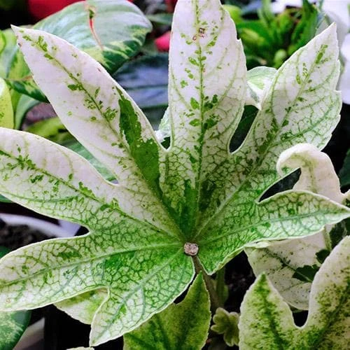 Fatsia Japonica Spider's Web 3 Fatsia Japonica Spider's Web - Image 3