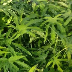 Fatsia Polycarpa Green Fingers -Future Forests Fatsia polycarpa Green Fingers 04