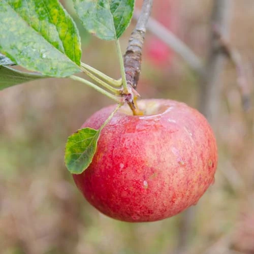 Apple Fiesta 1 Apple Fiesta