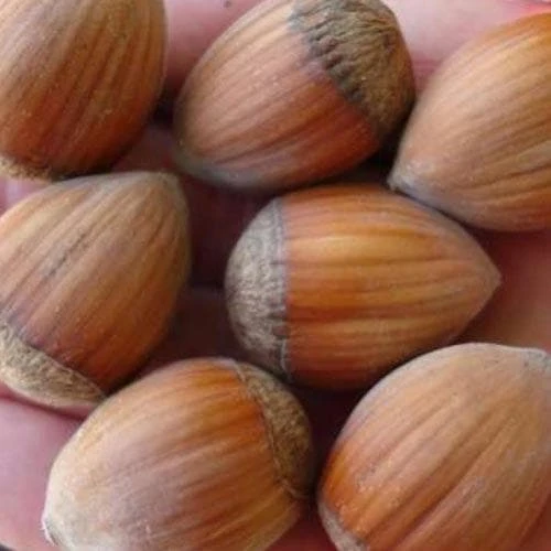 Filbert - Corylus Avellana Hall’s Giant 3 Filbert - Corylus Avellana Hall’s Giant - Image 3